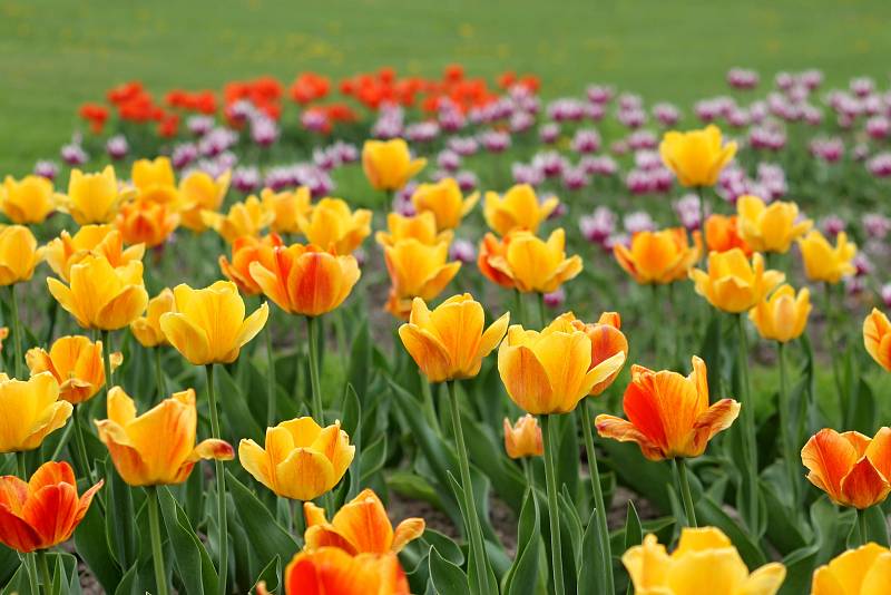 V parku lednického zámku letos vysadili třicet tisíc tulipánů.