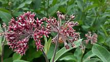 Klejicha hedvábná je původně severoamerická jedovatá bylina, která se začíná šířit moravskou krajinou.