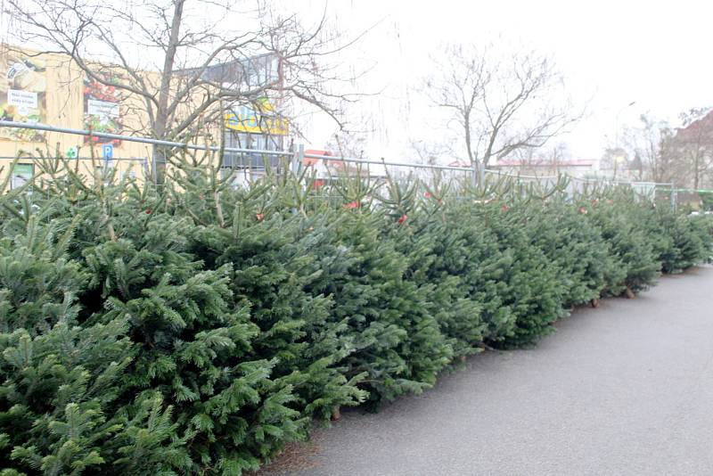 Prodej vánočních stromků. Ilustrační foto