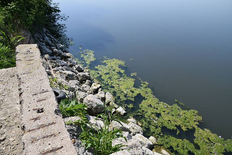 Lednické rybníky zkraje května pokryly řasy.