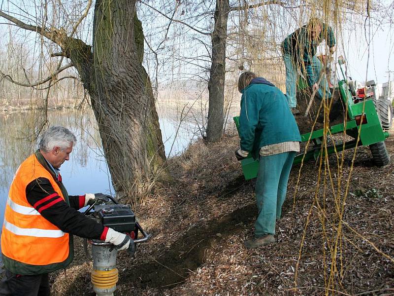 Povodí Moravy zasypávalo pět bobřích nor na nábřeží Antonína Dvořáka ve Staré Břeclavi.