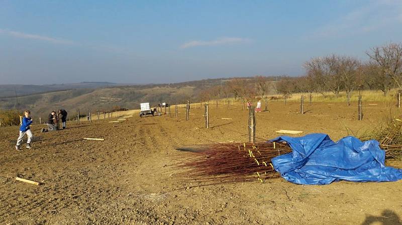 Téměř dvě stě mladých mandloní vysadili o víkendu v Hustopečích. Rozšířili tak tamní rozsáhlý sad.