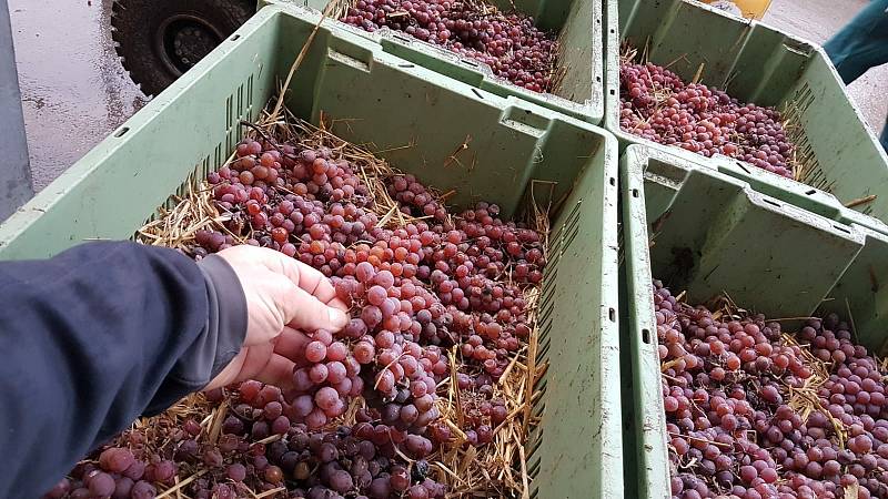 Lisování vysušených hroznů odrůdy Pálava pro slámové víno trvá čtyřiadvacet hodin. FOTO: Chateau Valtice