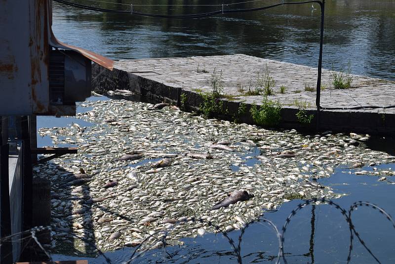 Více jak tunu uhynulých ryb likvidovali ve čtvrtek kolem poledne v Břeclavi u splavu dobrovolní i profesionální hasiči. Zdechliny vodních obratlovců putují do kontejneru, a následně je řidiči převážejí do kafilérie.