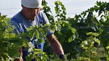 První hrozny raritní odrůdy Augustovskij posbírali na burčák v úterý ráno vinohradníci ve vinicích Chateau Valtice v Dolních Dunajovicích. První letošní burčák bude ve Valticích v prodeji už v sobotu.