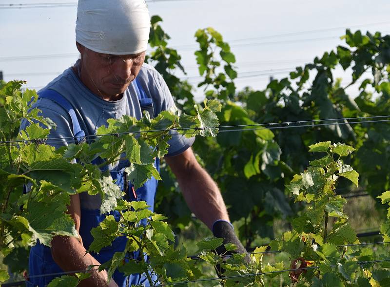 První hrozny raritní odrůdy Augustovskij posbírali na burčák v úterý ráno vinohradníci ve vinicích Chateau Valtice v Dolních Dunajovicích. První letošní burčák bude ve Valticích v prodeji už v sobotu.