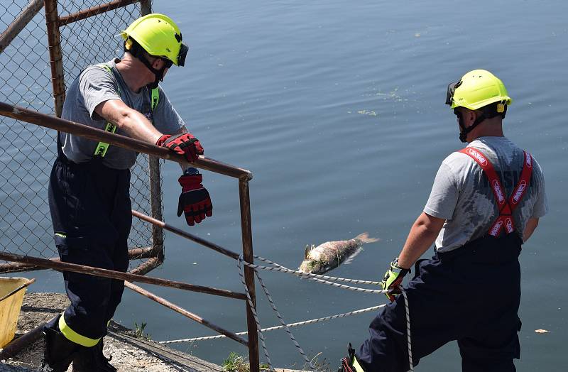 Více jak tunu uhynulých ryb likvidovali ve čtvrtek kolem poledne v Břeclavi u splavu dobrovolní i profesionální hasiči. Zdechliny vodních obratlovců putují do kontejneru, a následně je řidiči převážejí do kafilérie.
