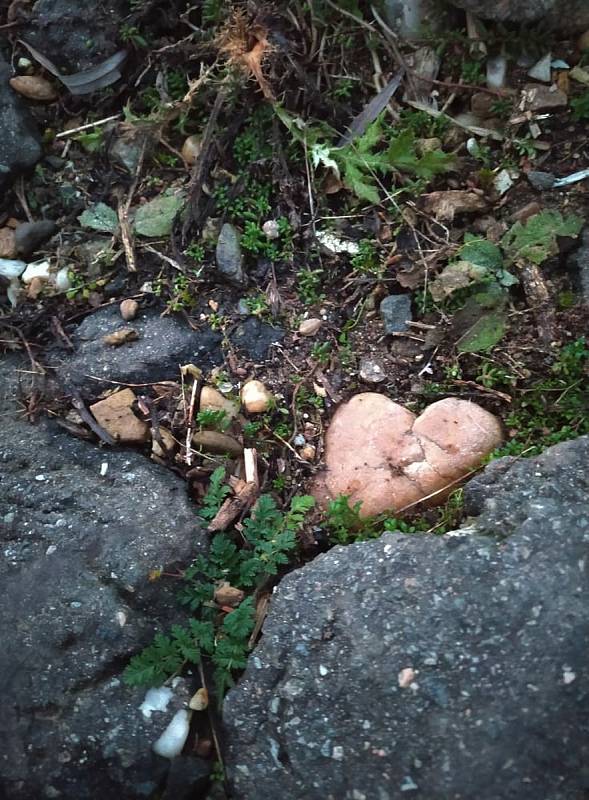 Rozhledny lákají turisty k výhledu z ptačí perspektivy. FOTO:  Miroslava Jakubčíková