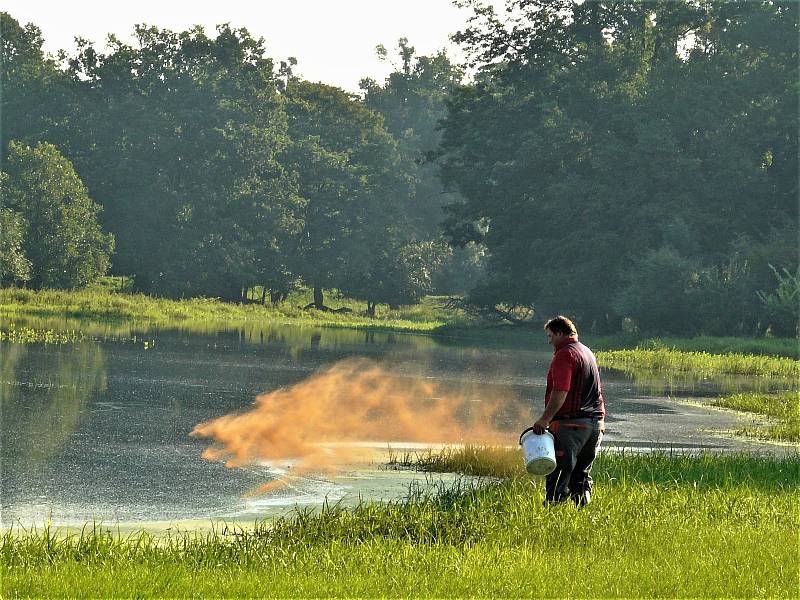 Komáři na jihu Moravy a opatření proti nim. Ilustrační snímek