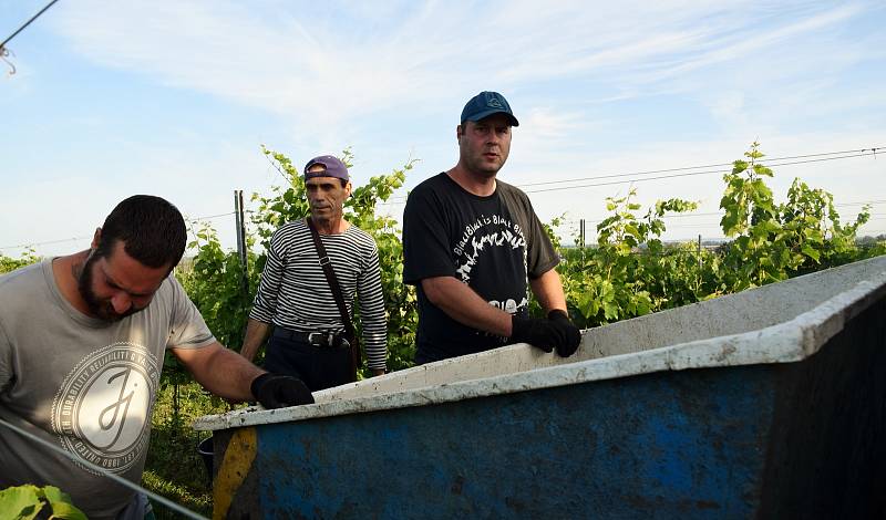 První hrozny raritní odrůdy Augustovskij posbírali na burčák v úterý ráno vinohradníci ve vinicích Chateau Valtice v Dolních Dunajovicích. První letošní burčák bude ve Valticích v prodeji už v sobotu.