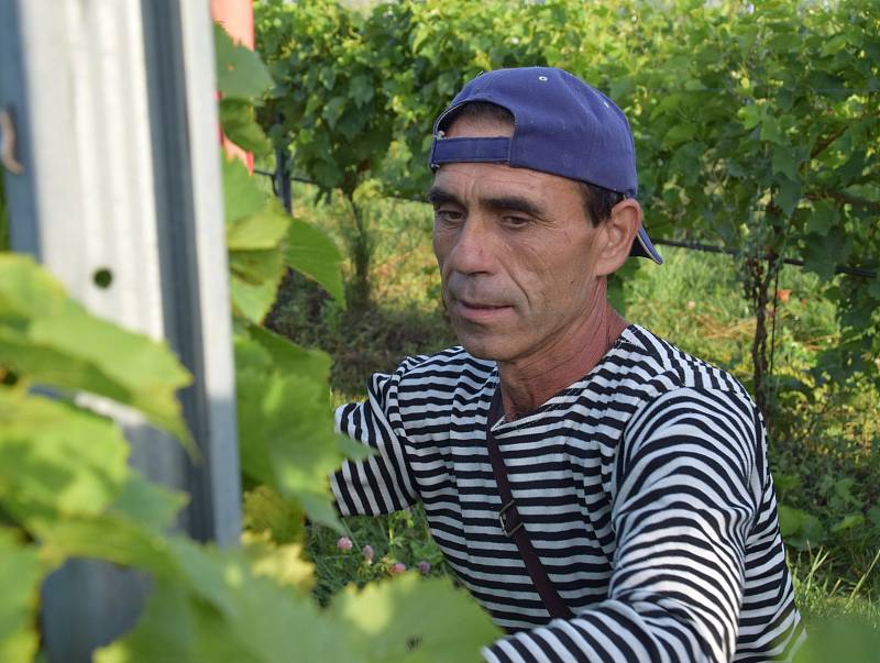 První hrozny raritní odrůdy Augustovskij posbírali na burčák v úterý ráno vinohradníci ve vinicích Chateau Valtice v Dolních Dunajovicích. První letošní burčák bude ve Valticích v prodeji už v sobotu.