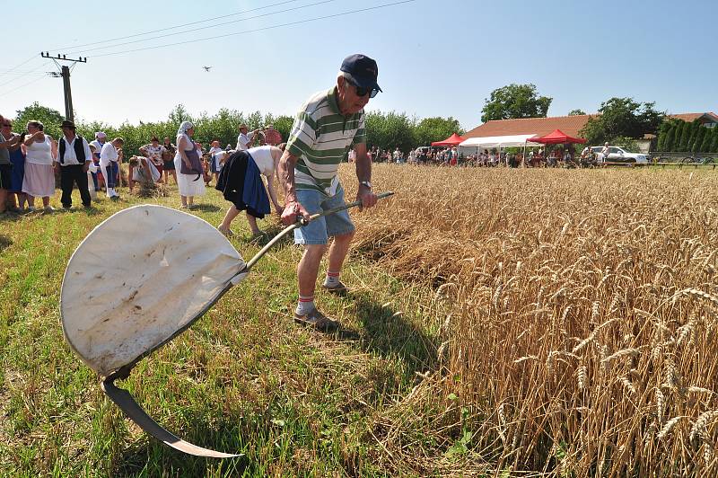 Historické žně v Drnholci na Břeclavsku pořádají místní nadšenci a sdružení Bacchus. Připomínají si tak práci předků.