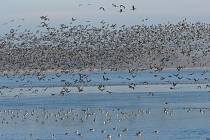 Nové Mlýny jsou zimovištěm pro tisíce vodních ptáků.