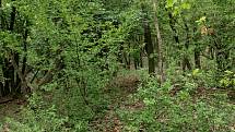Stejný typ lesa na podobném stanovišti v blízkosti PR Milovická stráň (mimo oboru; foto květen 2020). Zatímco v lese v oborách má intenzivní tlak zvěře za následky likvidaci keřového a bylinného patra, mimo obory je les dobře strukturovaný.