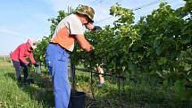 První hrozny raritní odrůdy Augustovskij posbírali na burčák v úterý ráno vinohradníci ve vinicích Chateau Valtice v Dolních Dunajovicích. První letošní burčák bude ve Valticích v prodeji už v sobotu.