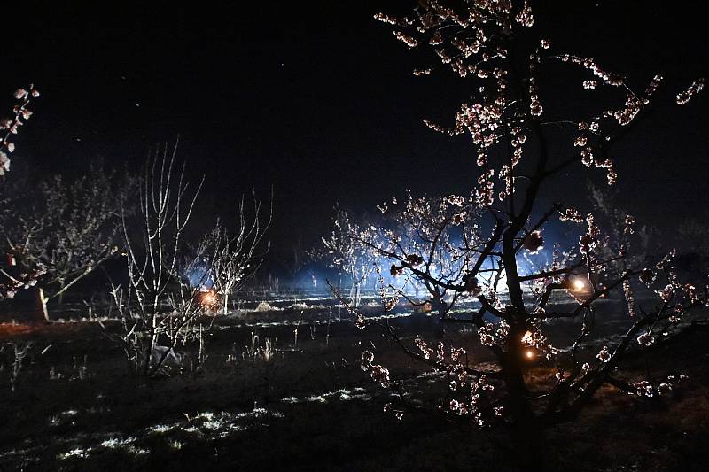 Velké Pavlovice 1.4.2020 - sadař Jan Krejčiřík zahřívá meruňkový sad ve Velkých Pavlovicích