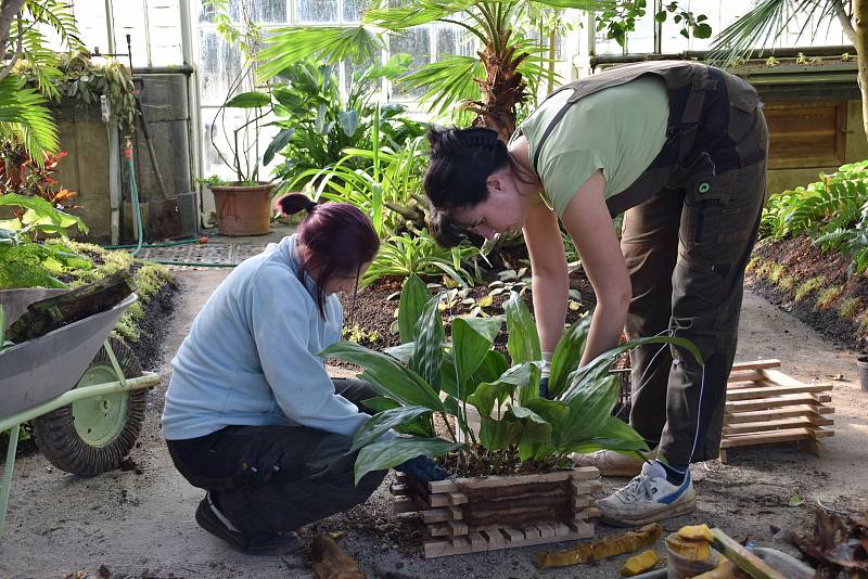 Zahradnice a zahradníci intenzivně připravují skleník v lednickém zámeckém parku na brzké otevření.