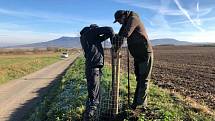 Vinaři ze spolku Dunajovické kopce se ujali výsadby Povidlové aleje, starat se o ni budou se členy mikulovského Okrašlovacího spolku, který výsadbu inicioval. Foto: Helena Prokešová