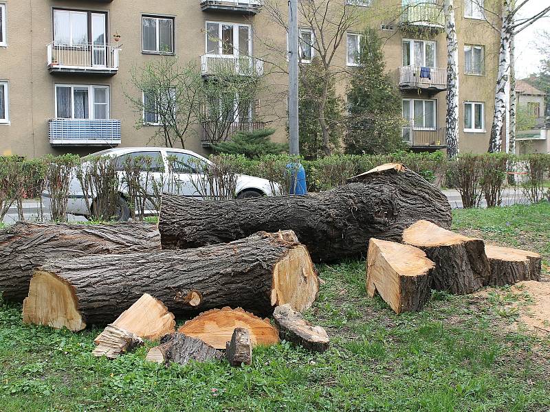 V břeclavské lokalitě Dubič káceli zaměstnanci města stromy, vysadit by tam měli nové. 