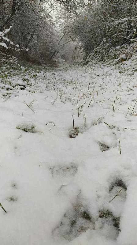 Procházka prvním sněhem u Šakvic.