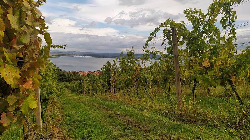 Pavlov si oblíbili i tvůrci televizních seriálů. Ve Vinařich a Pálavě si zahrál pod jménem Křetice. Teď ale patří skutečným vinařům a mimo jjiné skutečné Pálavě, oblíbené odrůdě bílých vín.