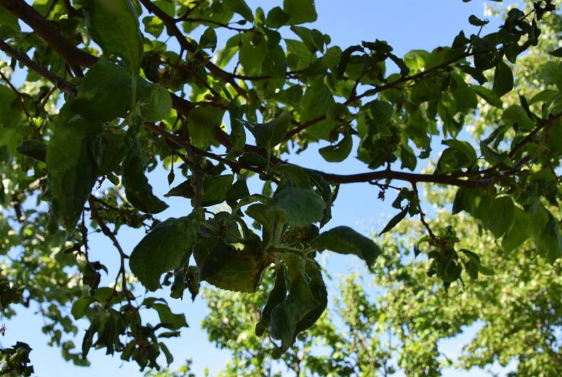 Ovocné stromy na jihu Moravy obsypaly mšice. Odborníci letos hovoří o kalamitě.