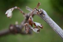 Jarní mrazy škodí především sadařům a  vinařům.