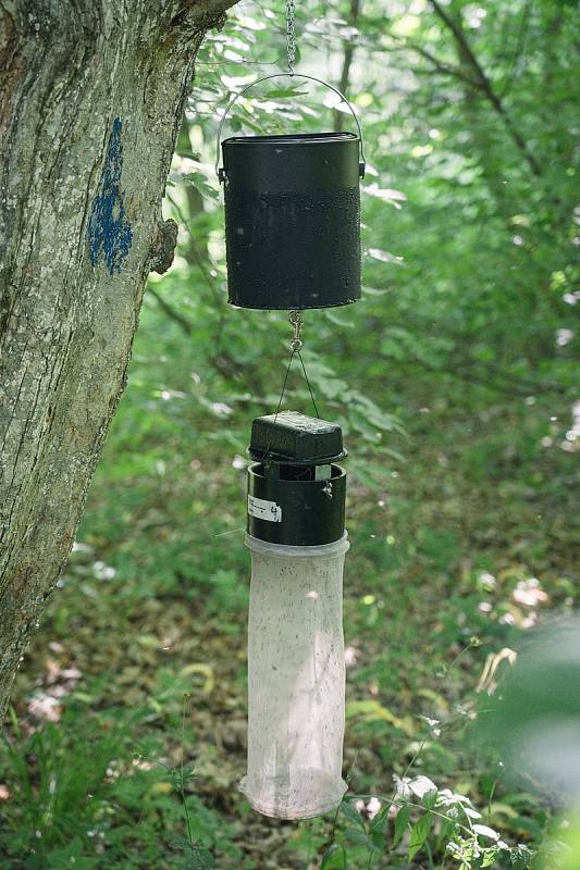 Komáři na jihu Moravy a opatření proti nim. Ilustrační snímek