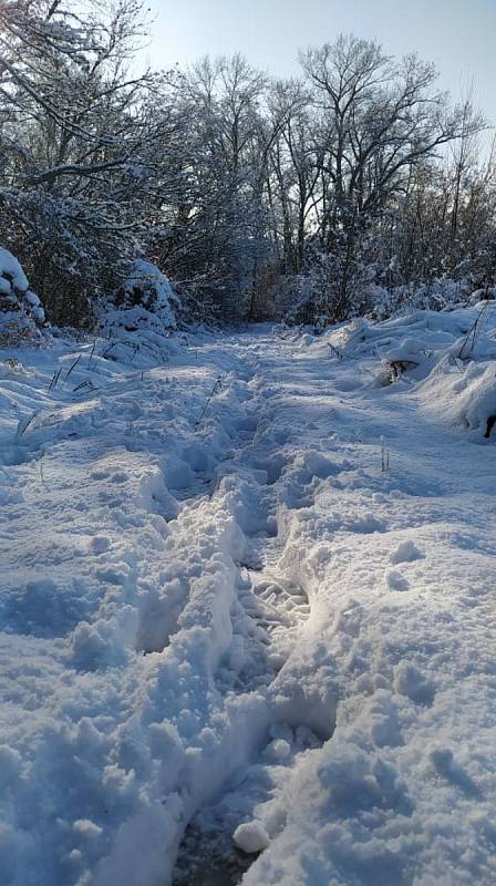 Procházka sněhovou nadílkou u Šakvic.