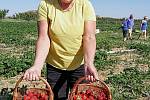 Samosběry jahod na jižní Moravě začaly oproti loňsku se zpožděním. První lidé vyrazili na plantáž v Moravském Žižkově na Břeclavsku, 9. června 2021.