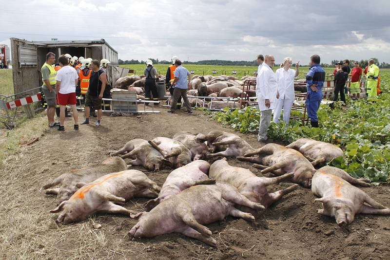 Kamion havaroval u Břeclavi ve čtvrtek ráno. Hasiči vytvořili převáženým prasatům provizorní ohradu.