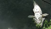 Po třetím úhynu ryb v Dyji o uplynulém víkendu rybáře překvapilo, že se stále častěji na hladině objevují také těla uhynulých chráněných jeseterů. Foceno 14. srpna.