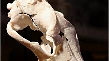 V pavlovském Archeoparku končí výstava Vlk z Pavlova přibližující unikátní nálezy právě z místních vykopávek