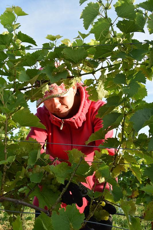 První hrozny raritní odrůdy Augustovskij posbírali na burčák v úterý ráno vinohradníci ve vinicích Chateau Valtice v Dolních Dunajovicích. První letošní burčák bude ve Valticích v prodeji už v sobotu.