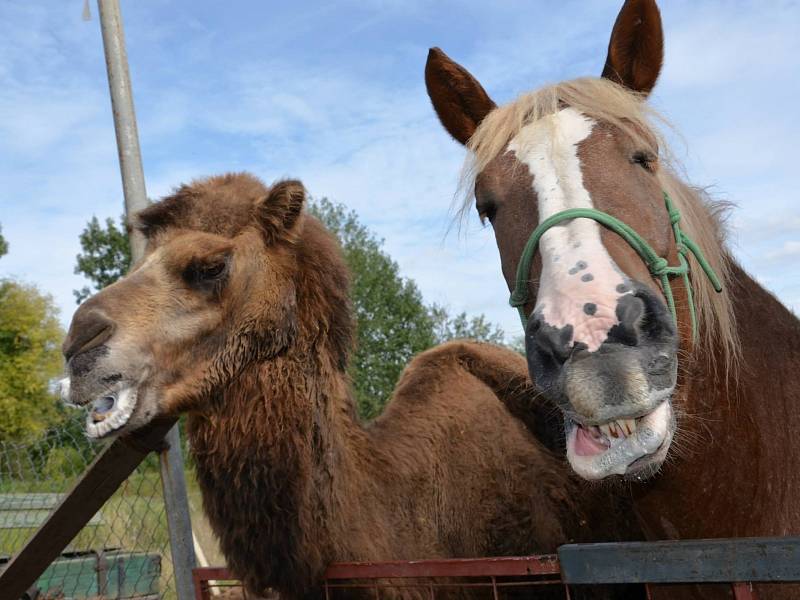 Veterinářka v Břeclavi se dočasně stará o velbloudici jménem Landyša. 