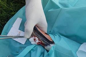 Zraněnou labuť ošetřovali záchranáři v Hlohovci. Měla tržnou ránu na zobáku.