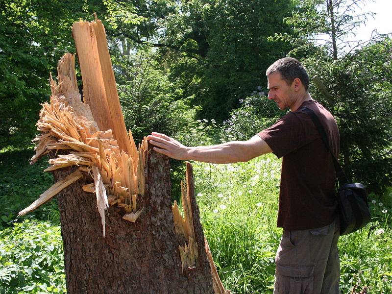 Zlomený strom