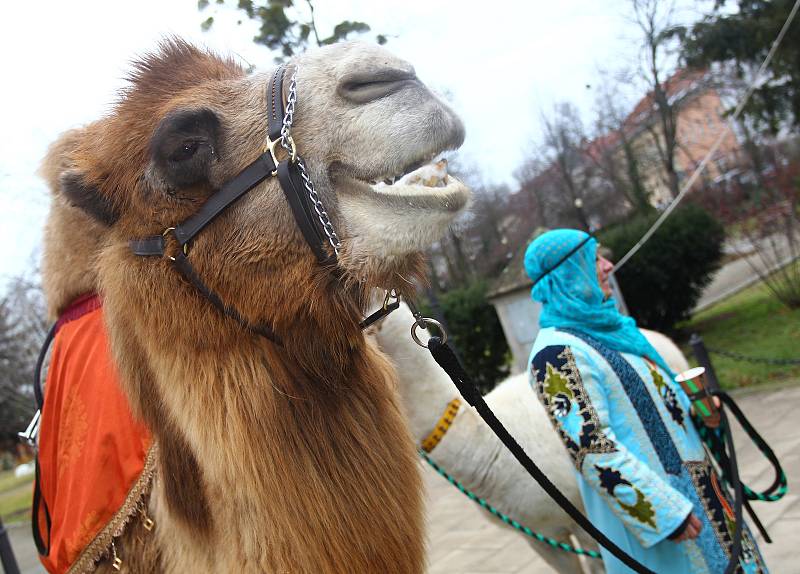 Břeclaví prošel tříkrálový průvod. S velbloudem a lamou.