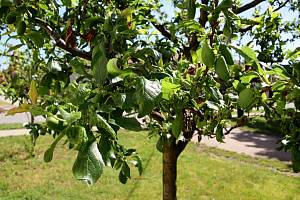 Ovocné stromy na jihu Moravy obsypaly mšice. Odborníci letos hovoří o kalamitě.