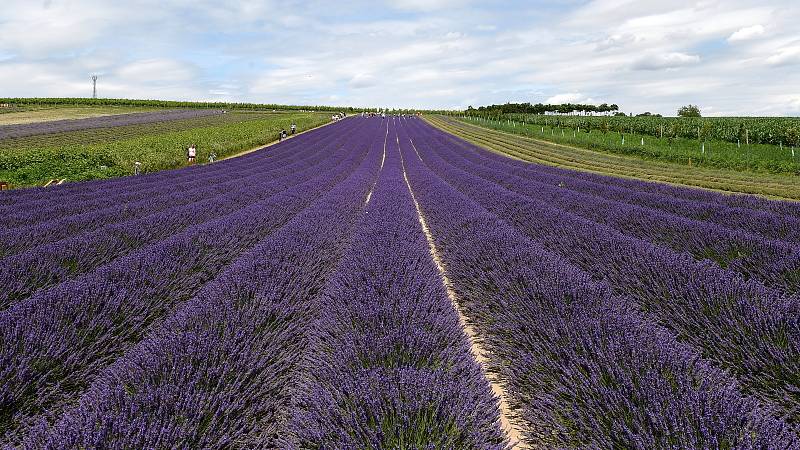 Levandulová farma ve Starovičkách na Břeclavsku.