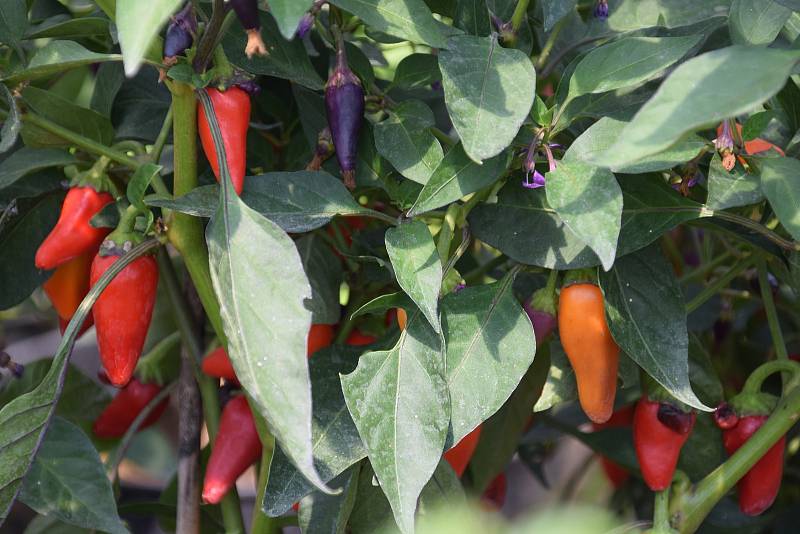 Na chilli farmě v Ladné se v sobotu uskutečnil Den otevřených vrat.