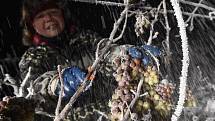 Pracovníci z vinařství Château Valtice sbírali hrozny na výrobu ledového vína ve vinohradu v Dolních Dunajovicích. Ilustrační snímek