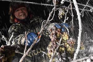 Sběr ledového vína ve vinařství Château Valtice - Ilustrační foto z roku 2017