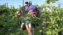 První hrozny raritní odrůdy Augustovskij posbírali na burčák v úterý ráno vinohradníci ve vinicích Chateau Valtice v Dolních Dunajovicích. První letošní burčák bude ve Valticích v prodeji už v sobotu.