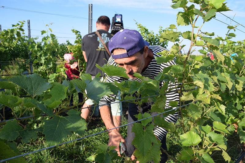 První hrozny raritní odrůdy Augustovskij posbírali na burčák v úterý ráno vinohradníci ve vinicích Chateau Valtice v Dolních Dunajovicích. První letošní burčák bude ve Valticích v prodeji už v sobotu.