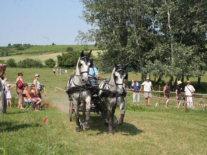 Vozatajské závody.