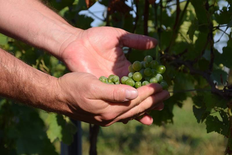 První hrozny raritní odrůdy Augustovskij posbírali na burčák v úterý ráno vinohradníci ve vinicích Chateau Valtice v Dolních Dunajovicích. První letošní burčák bude ve Valticích v prodeji už v sobotu.