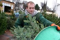 Pichlavé symboly Vánoc už plní prostranství před supermarkety. A nejen ta. V Břeclavi se nyní dají vánoční stromky koupit před Lidlem či Tescem. A brzy přibudou i další místa.