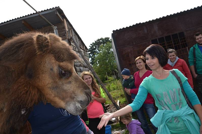 Veterinářka v Břeclavi se dočasně stará o velbloudici jménem Landyša. 