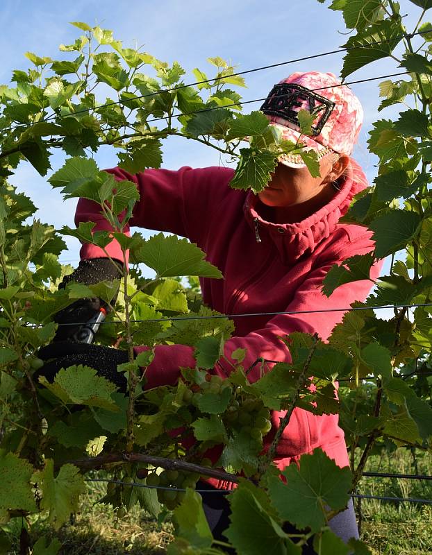 První hrozny raritní odrůdy Augustovskij posbírali na burčák v úterý ráno vinohradníci ve vinicích Chateau Valtice v Dolních Dunajovicích. První letošní burčák bude ve Valticích v prodeji už v sobotu.